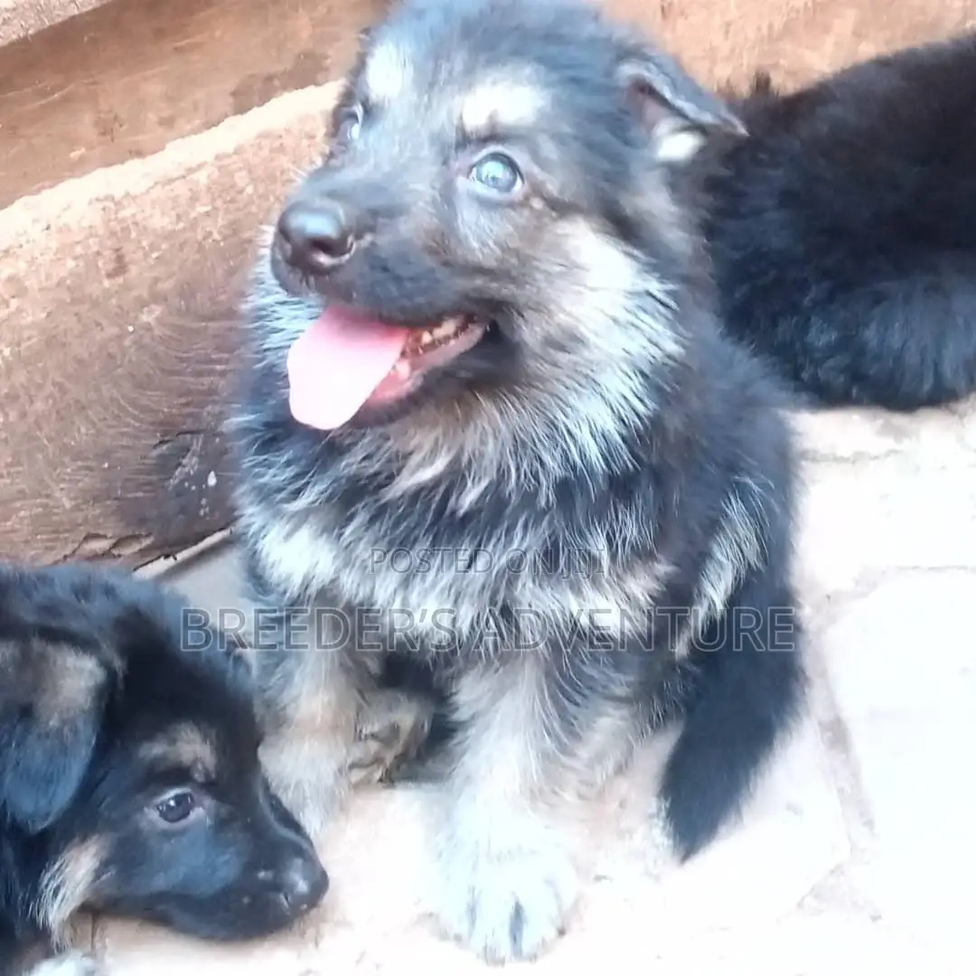 1-3 Months Male Purebred German Shepherd