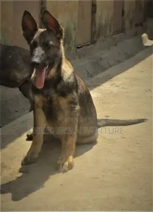 3-6 Months Male Purebred German Shepherd
