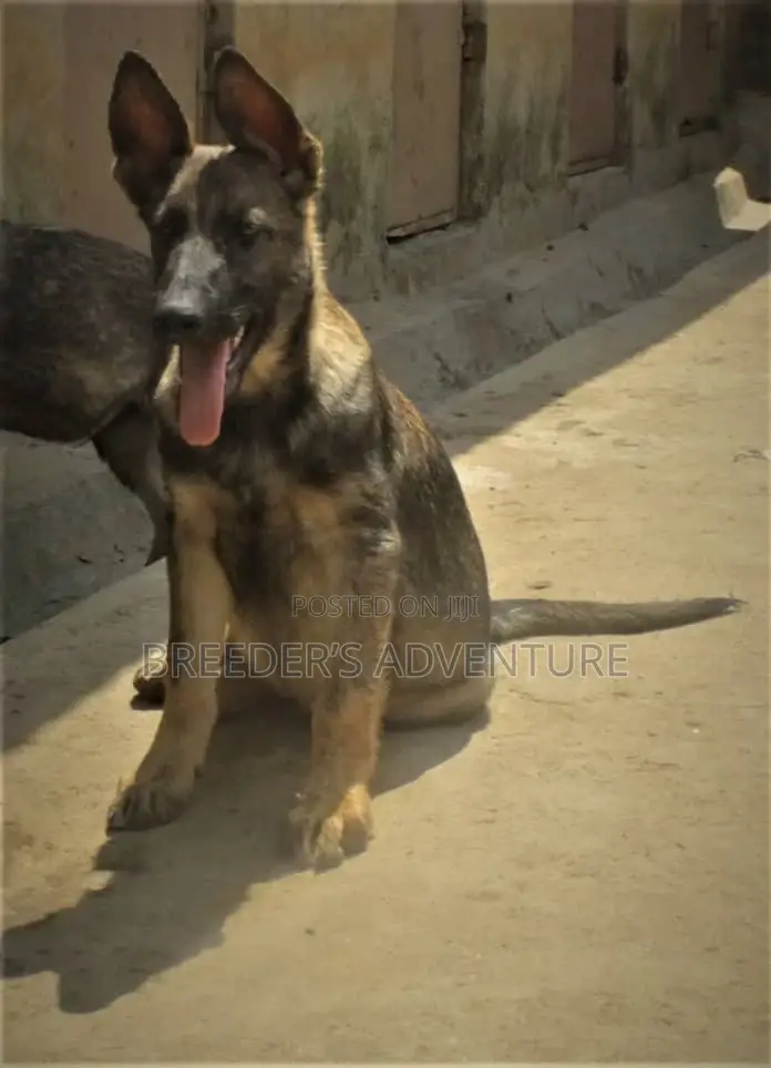 3-6 Months Male Purebred German Shepherd