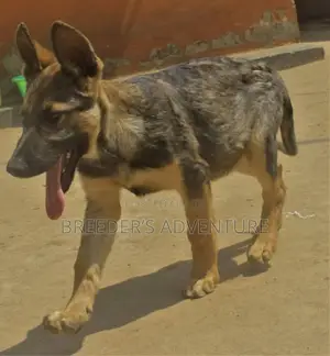 3-6 Months Male Purebred German Shepherd