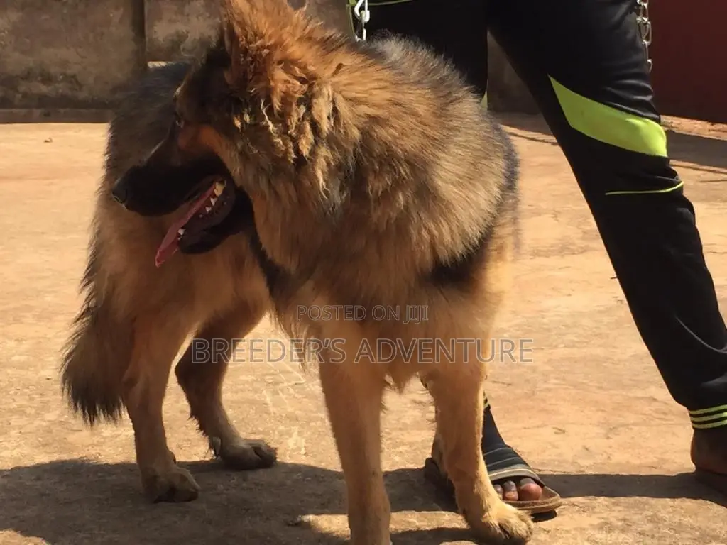 6-12 Months Female Purebred German Shepherd