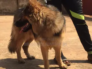 6-12 Months Female Purebred German Shepherd