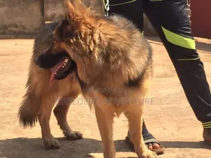 6-12 Months Female Purebred German Shepherd