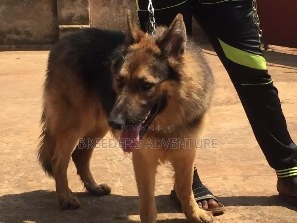 6-12 Months Female Purebred German Shepherd