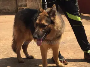 6-12 Months Female Purebred German Shepherd