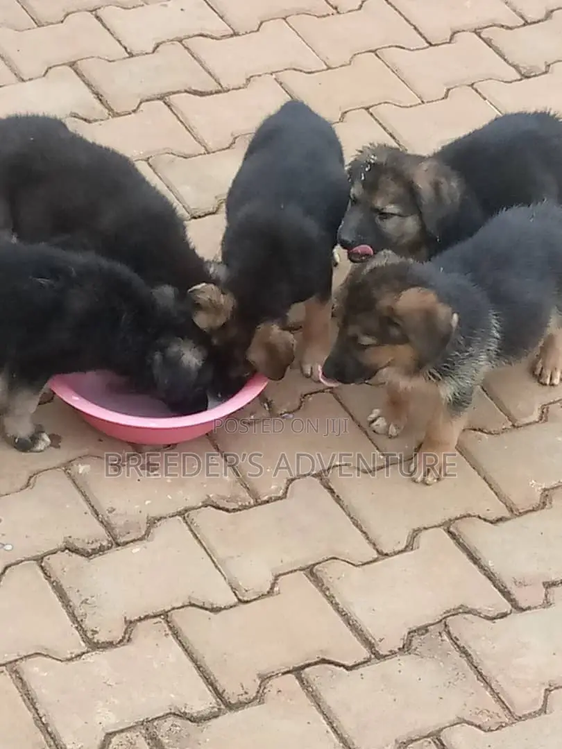 1-3 Months Male Purebred German Shepherd
