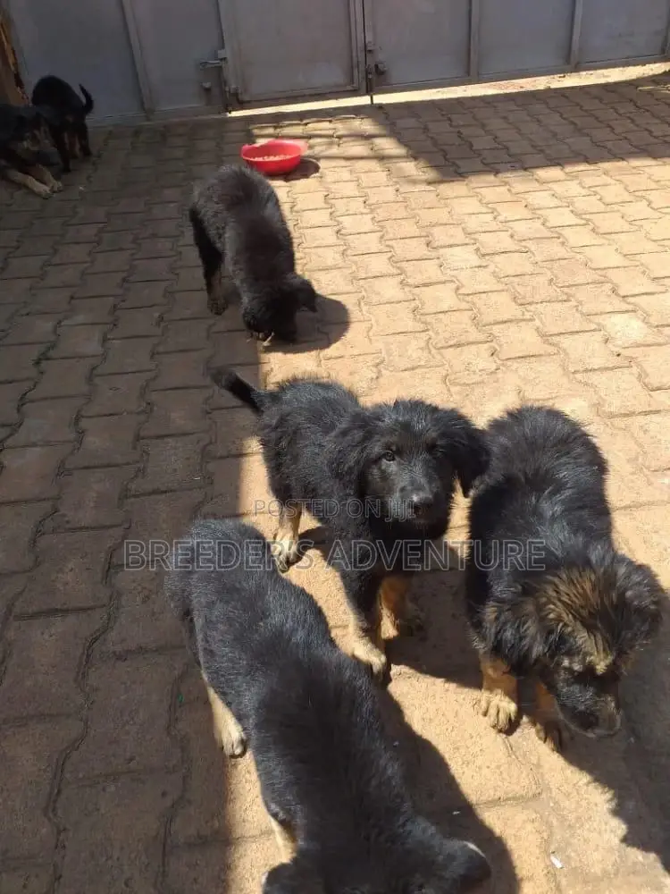 1-3 Months Male Purebred German Shepherd