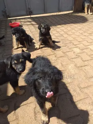 1-3 Months Male Purebred German Shepherd