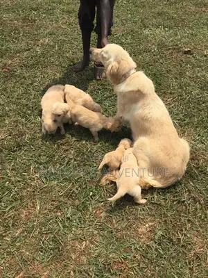 1-3 Months Male Purebred Golden Retriever