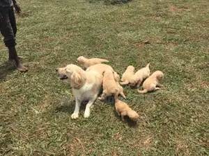 1-3 Months Male Purebred Golden Retriever