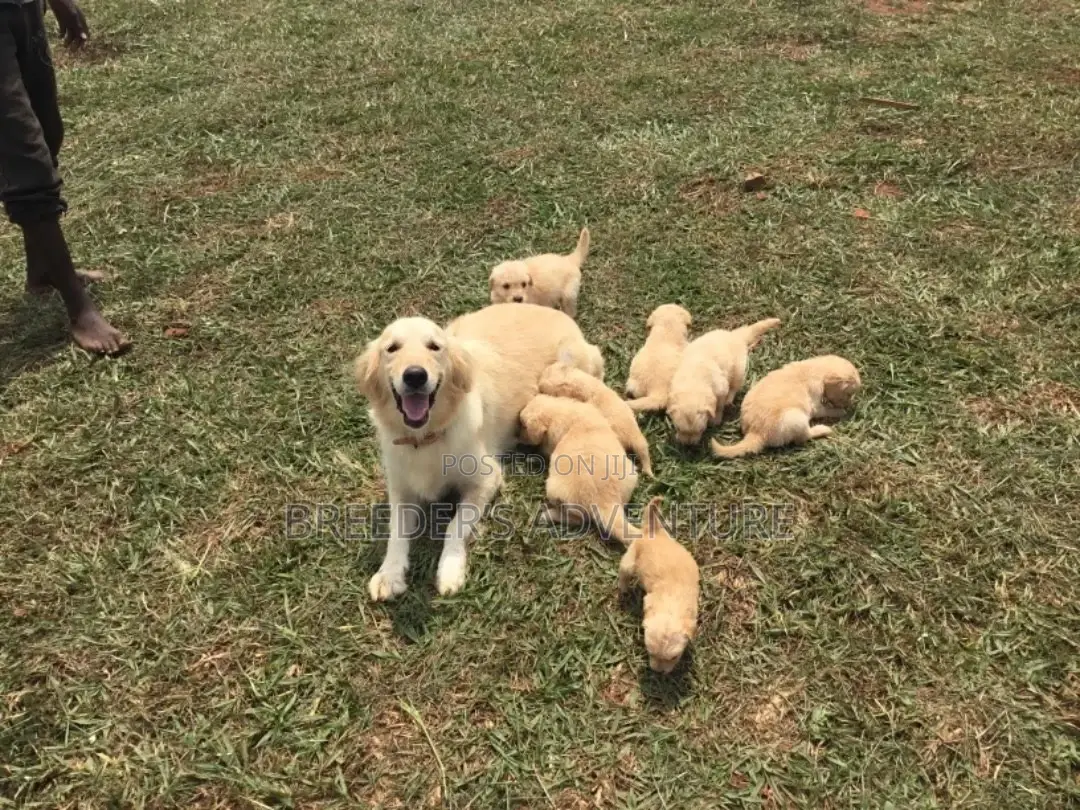 1-3 Months Male Purebred Golden Retriever