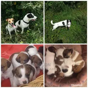 Jack Russell Puppies