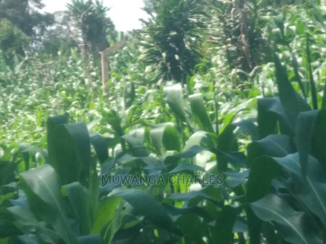 1acre of Land Available for Sale at Busukuma