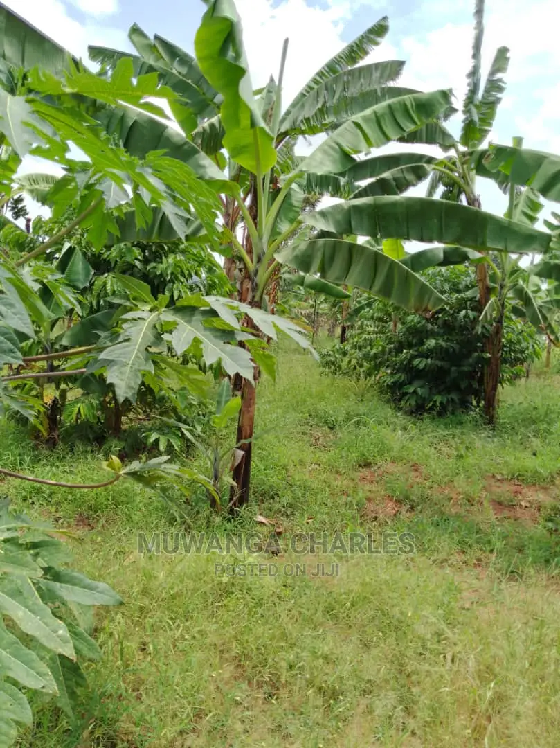 Plot Available for Sale at Kiwenda