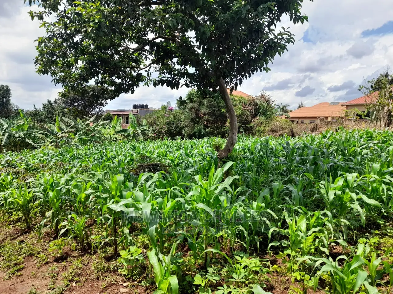 Plot's Available for Sale at Nakwero