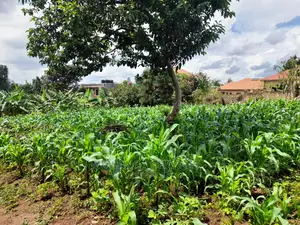 Plot's Available for Sale at Nakwero
