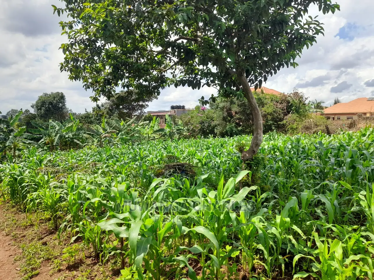 Plot's Available for Sale at Nakwero