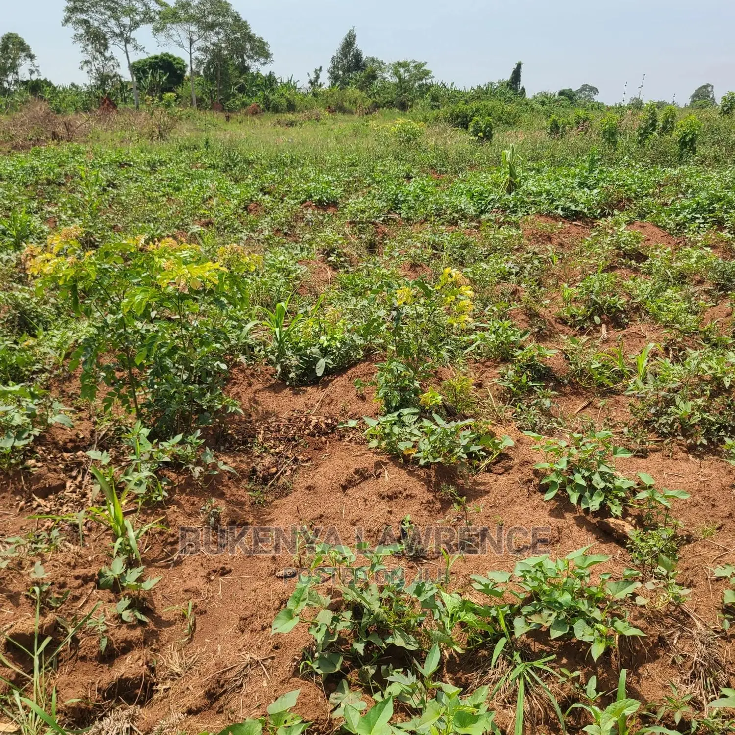 Land for Sell in Ngomanene Gomba Rd50x100 With Ready Land Title
