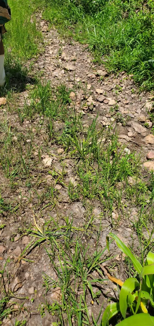 20acres Available for Sale at Luwero Kamira
