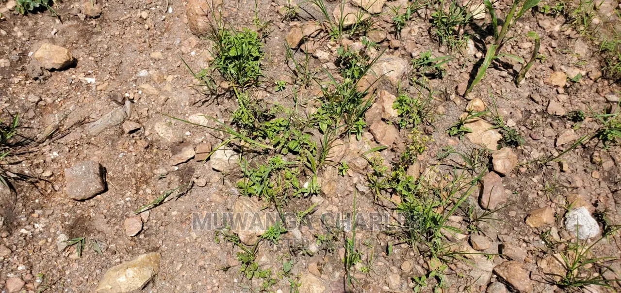 20acres Available for Sale at Luwero Kamira
