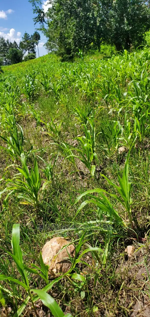 20acres Available for Sale at Luwero Kamira