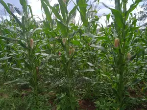 Land Available for Sale at Zirobwe Wabutungulu