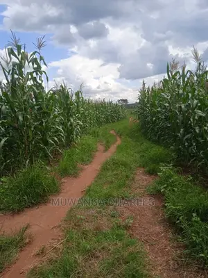 Land Available for Sale at Zirobwe Wabutungulu