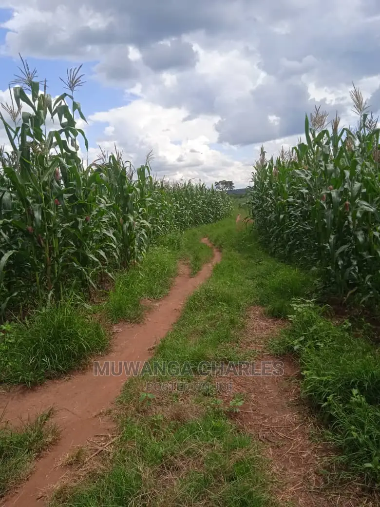 Land Available for Sale at Zirobwe Wabutungulu