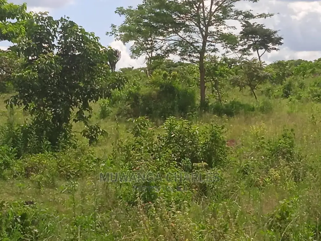 Land Available for Sale at Zirobwe Wabutungulu