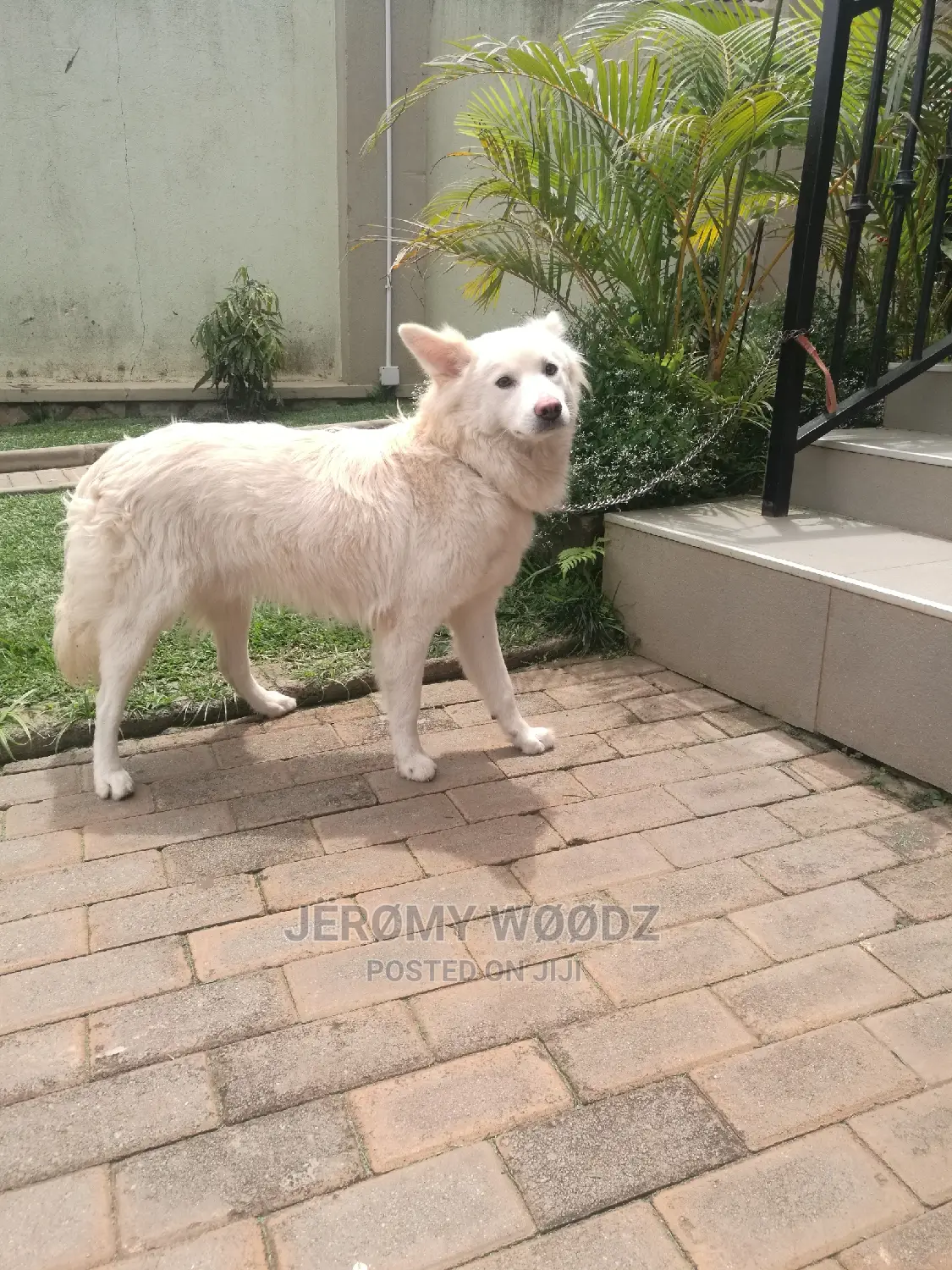 1+ Year Male Purebred Samoyed