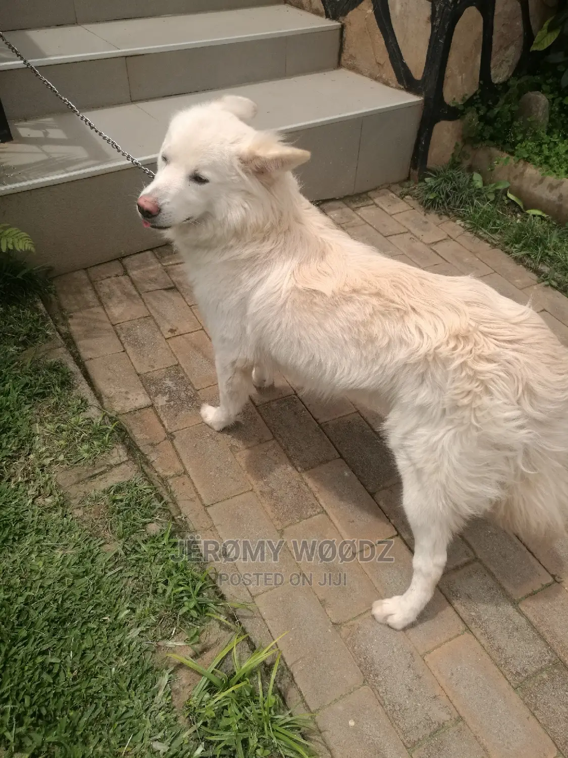 1+ Year Male Purebred Samoyed