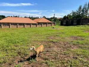 100by50ft Plot for Sale at Kynja Kungu