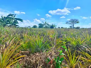 Land for Sale at Zirobwe Tongo