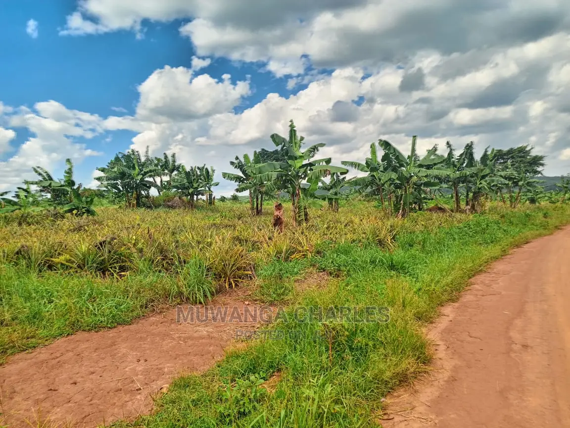 Land for Sale at Zirobwe Tongo
