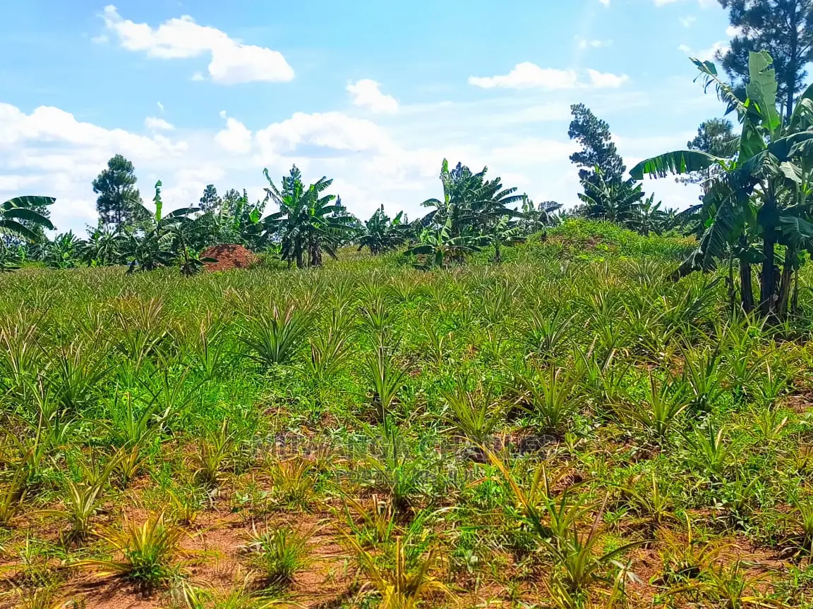 Land for Sale at Zirobwe Tongo
