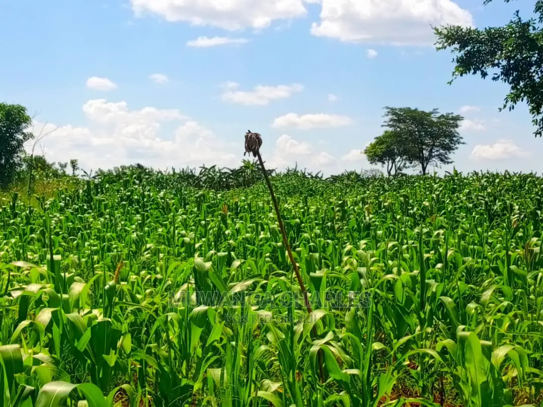 Land for Sale at Zirobwe Tongo