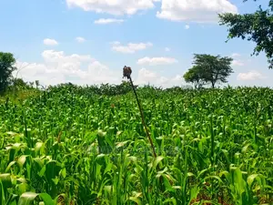 Land for Sale at Zirobwe Tongo