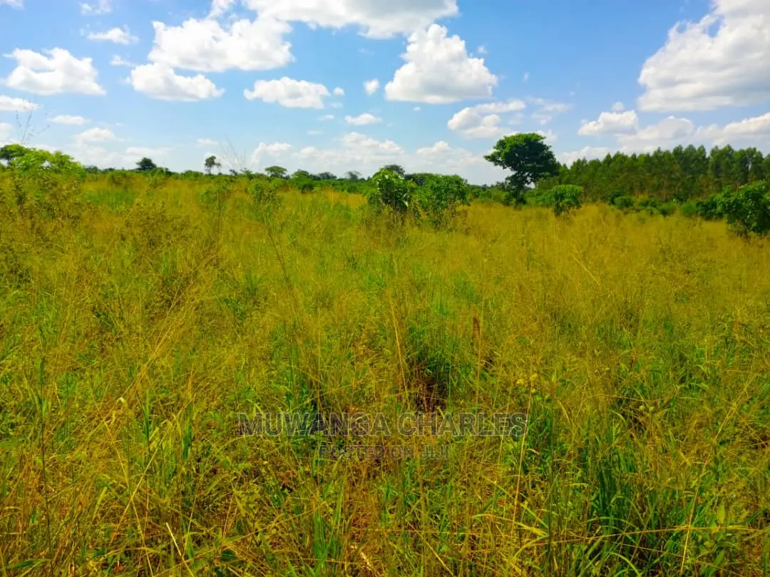 Land for Sale at Zirobwe Tongo