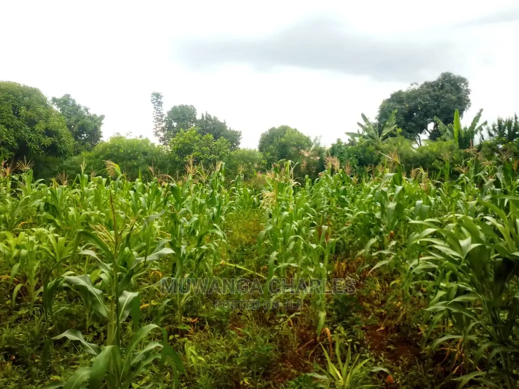 Plot for Sale at Gayaza Kabubu