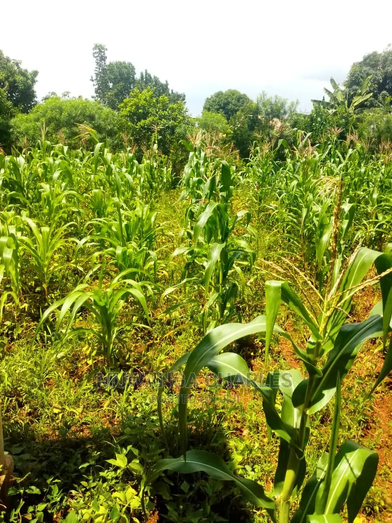 Plot for Sale at Gayaza Kabubu