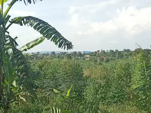 Good Lusuku on 19 DC Before Kalule Bombo Road
