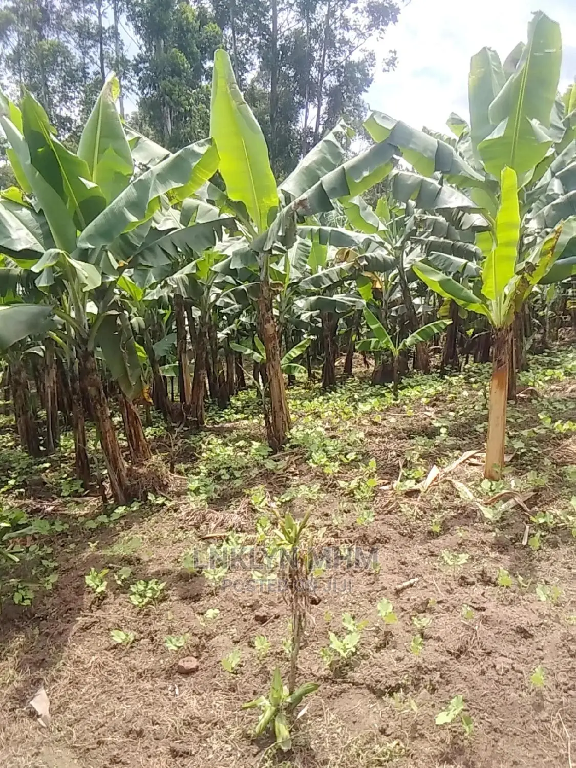 Plots for Sale Located in Kagote Fort Portal City