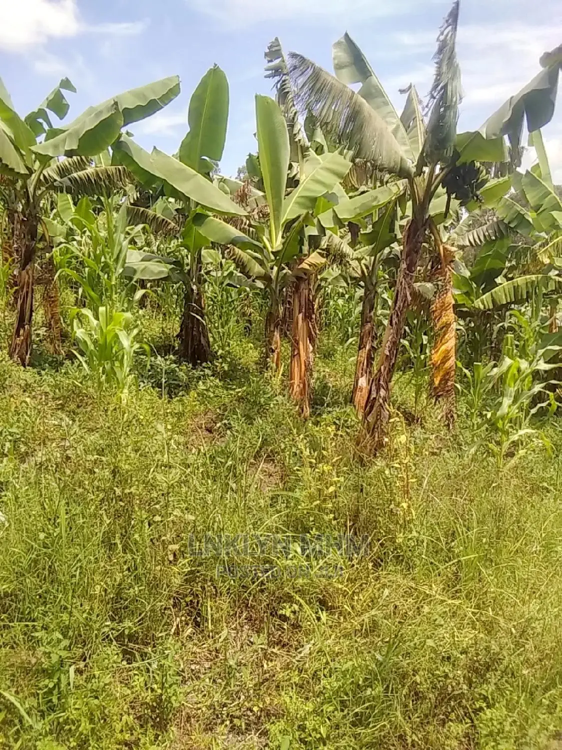 Plots for Sale Located in Kagote Fort Portal City