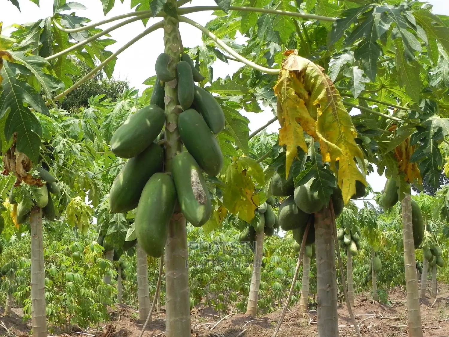 2.1 Acres Along the Nile for Sale at 75m, Matumu_ Kamuli