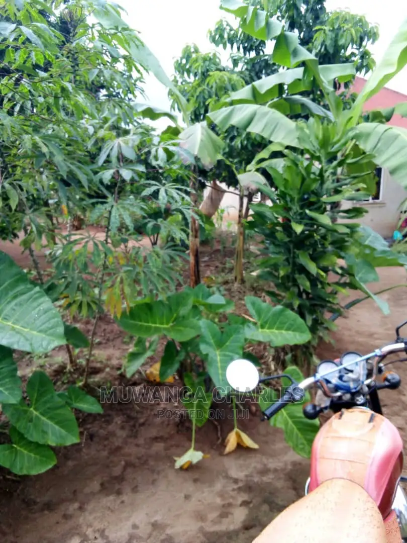 100by50ft Plot in Gayaza Nakwero for Sale