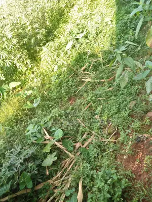 4 Acres on Sale in Mukono Busiba( Namajoolo)