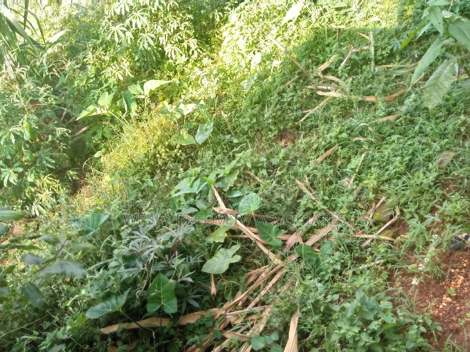4 Acres on Sale in Mukono Busiba( Namajoolo)