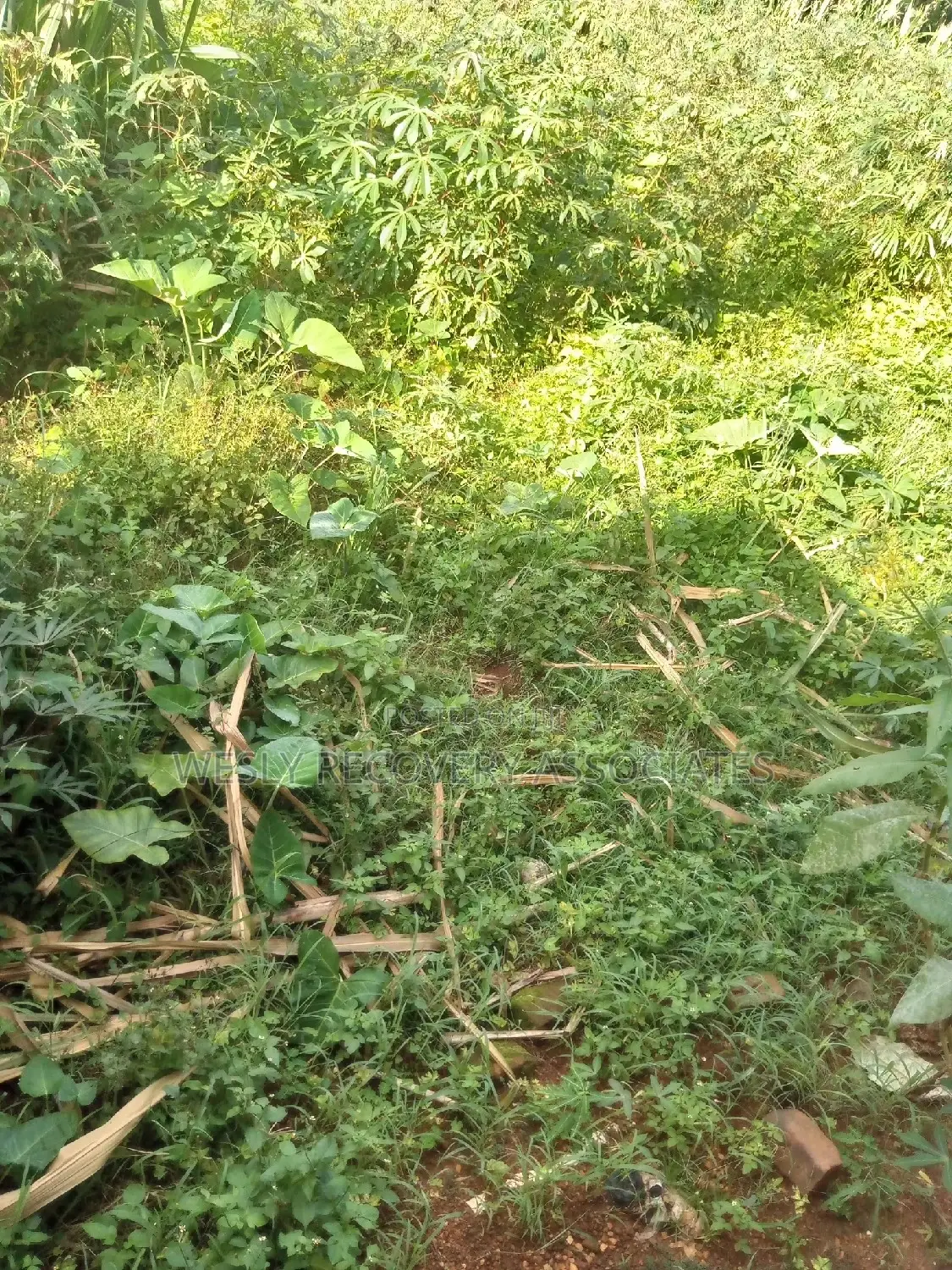 4 Acres on Sale in Mukono Busiba( Namajoolo)