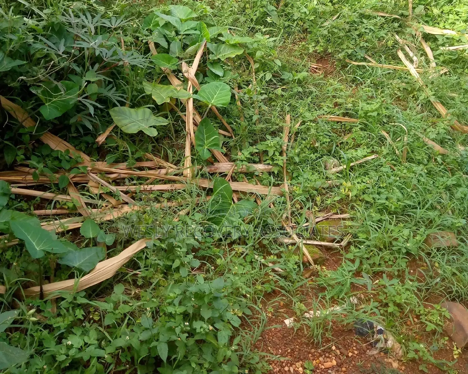 4 Acres on Sale in Mukono Busiba( Namajoolo)