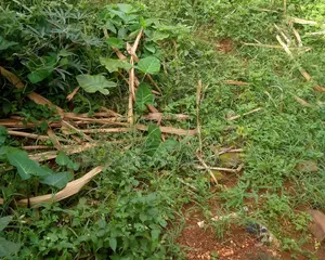 4 Acres on Sale in Mukono Busiba( Namajoolo)